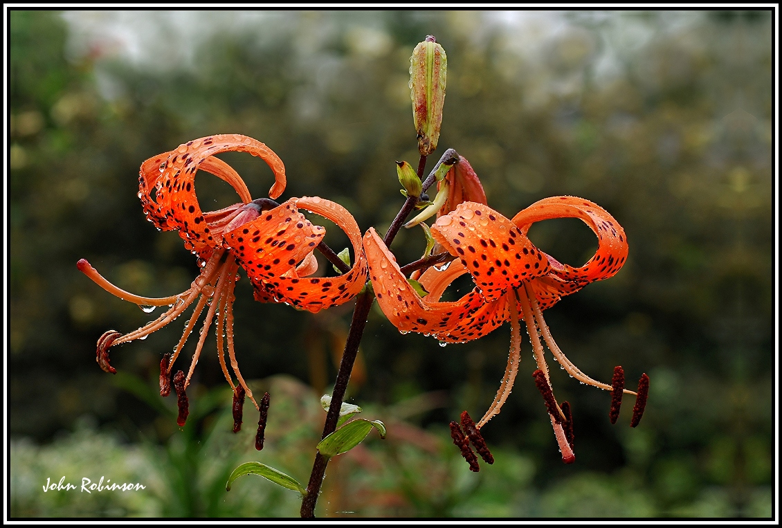 Martagon Lily +repost