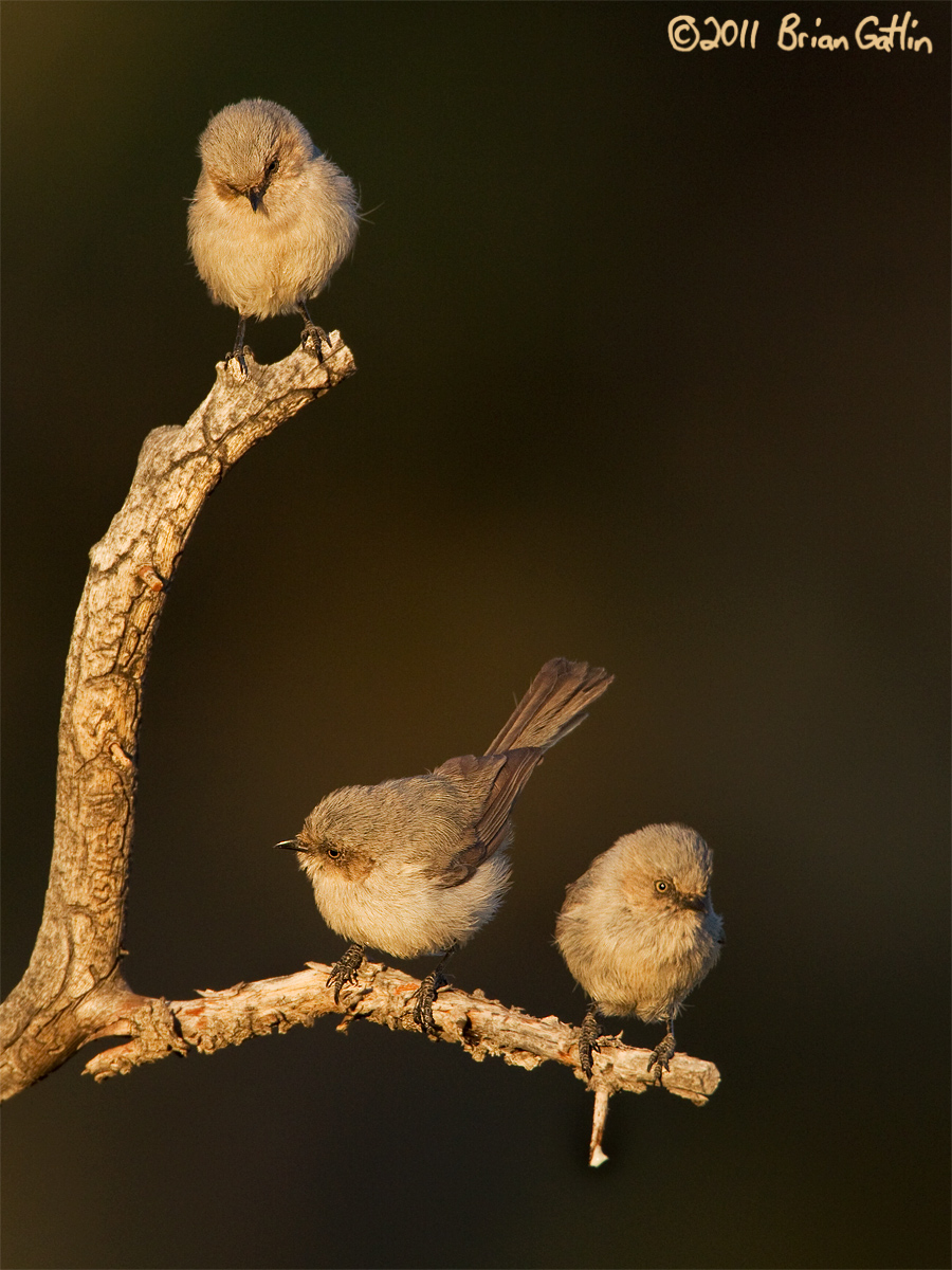 Bushtits + Repost