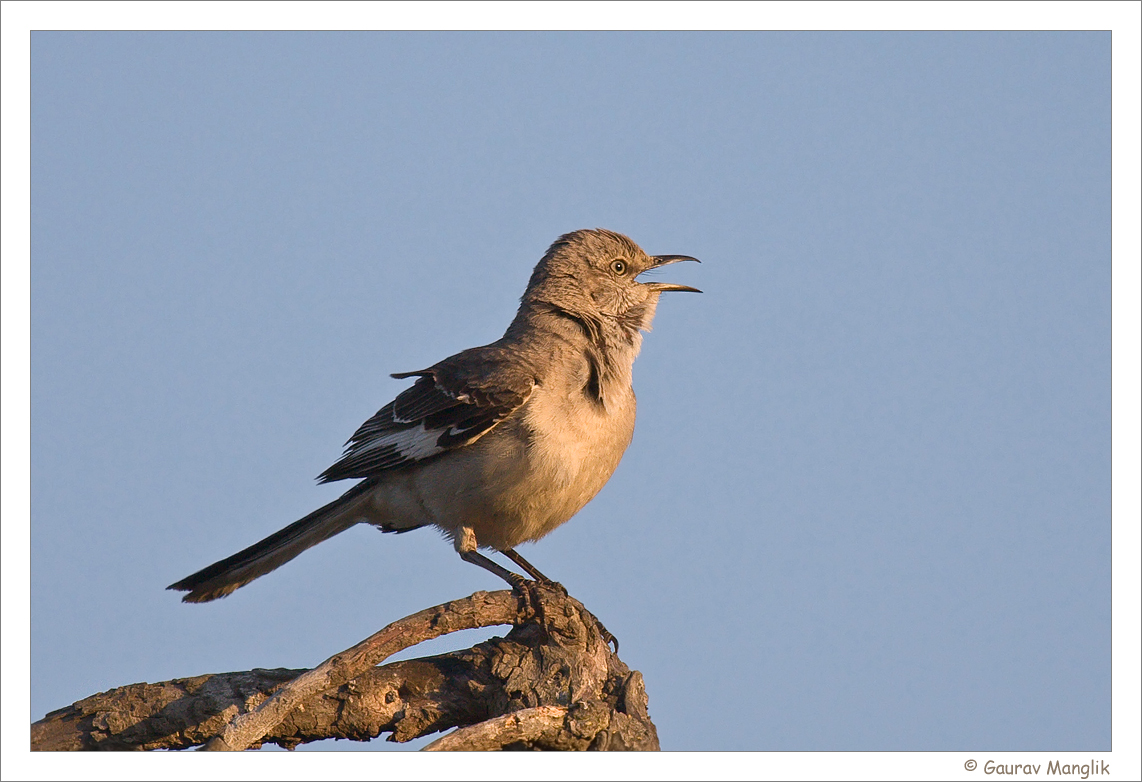 Nothern Mockingbird