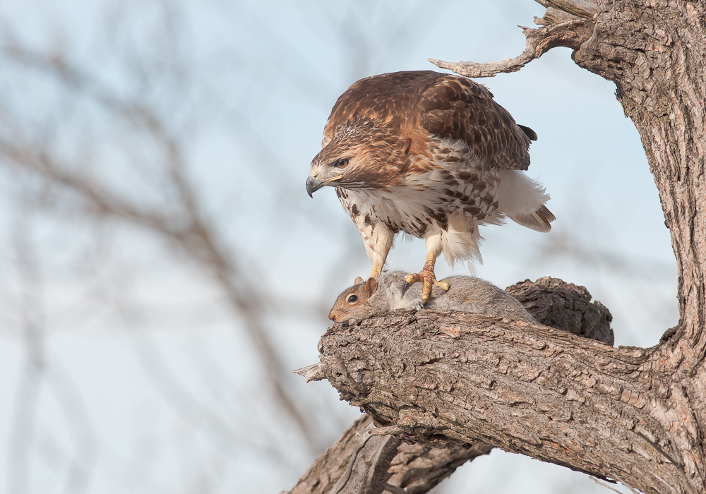 Hawk + Repost