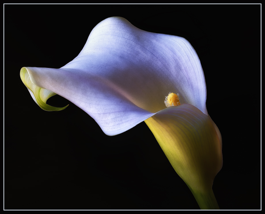 White Calla