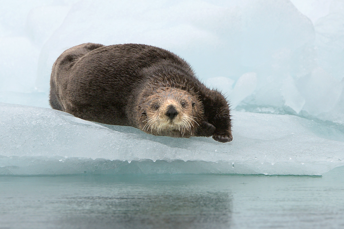 Otter Icecapades