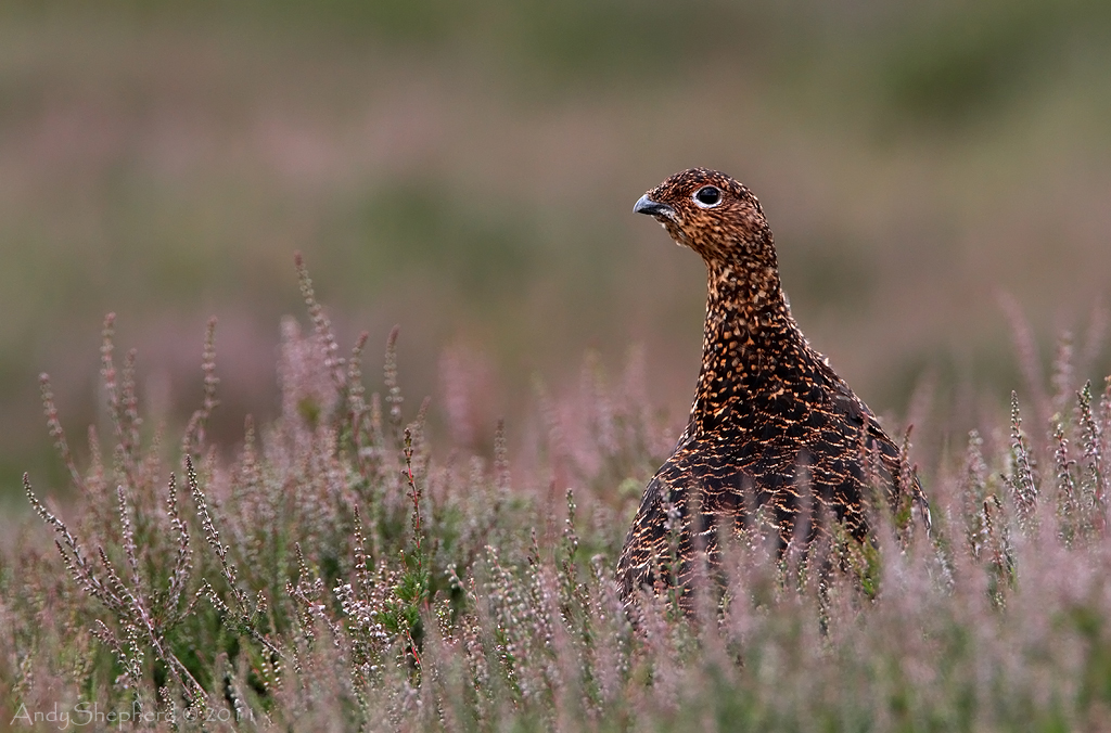 Red Grouse