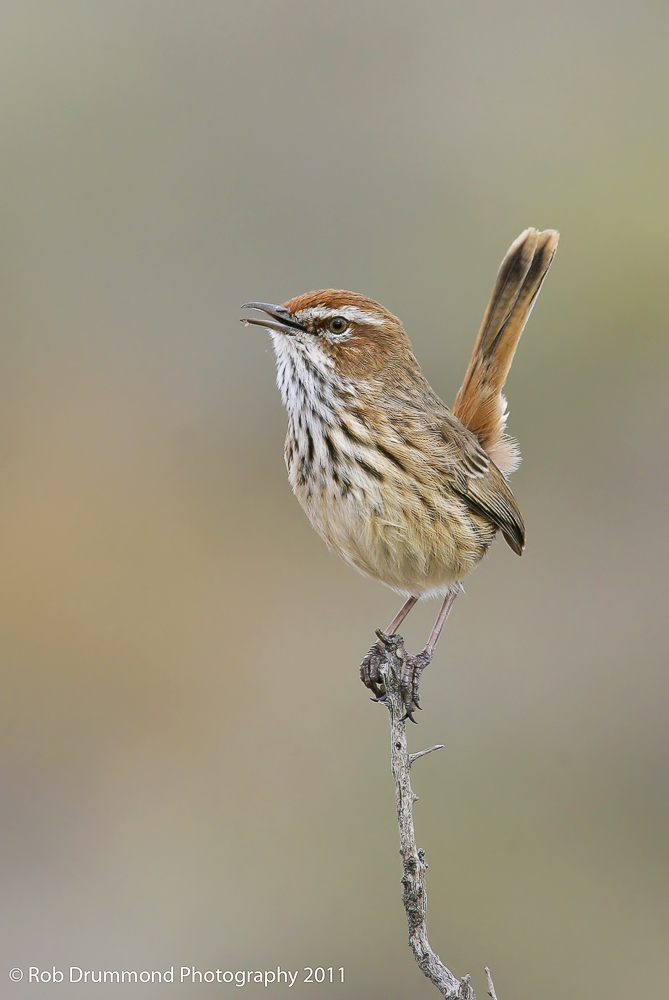 Rufous Fieldwren