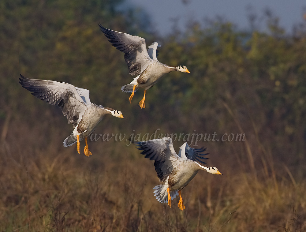 Barheaded Geese landing