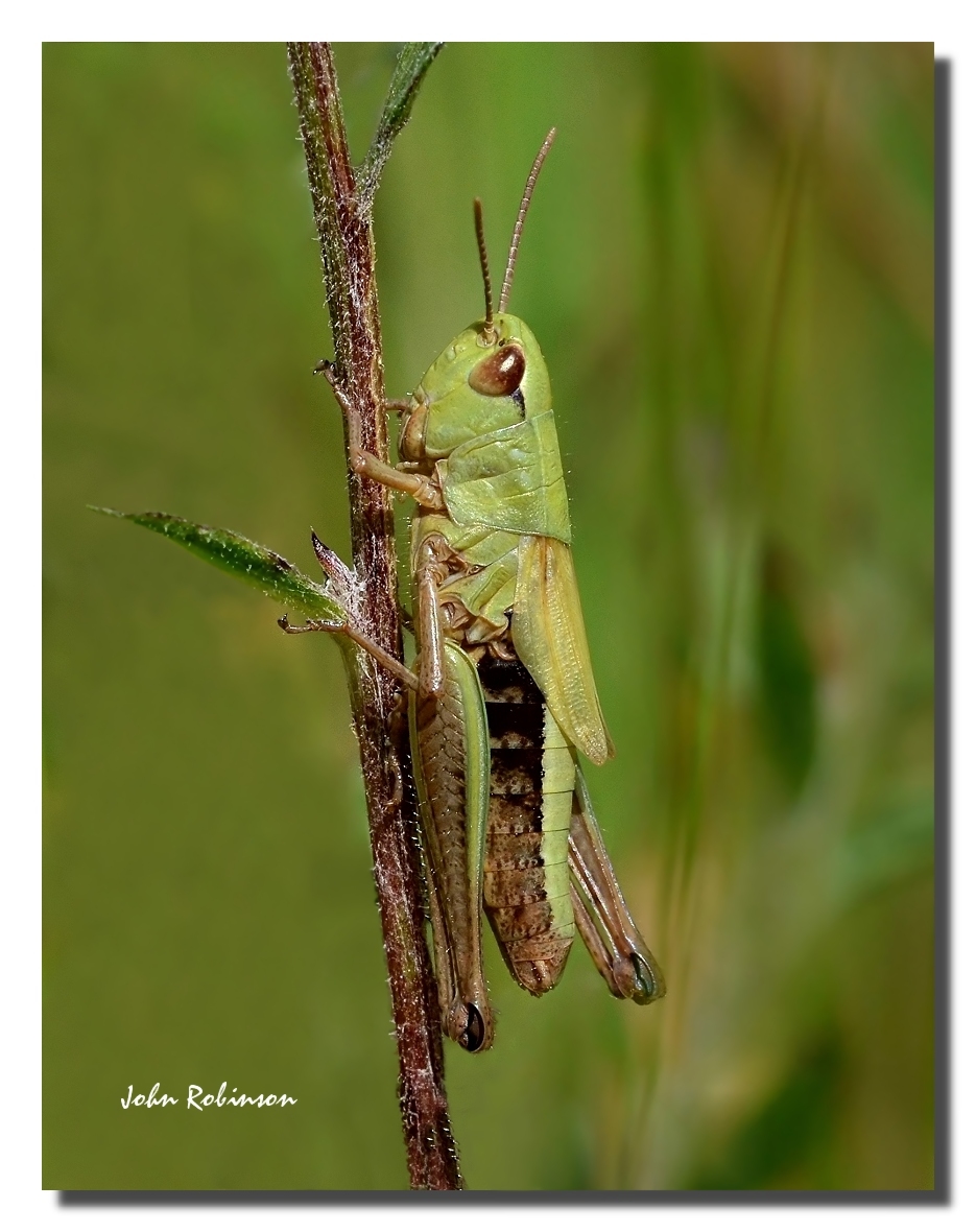Grasshopper