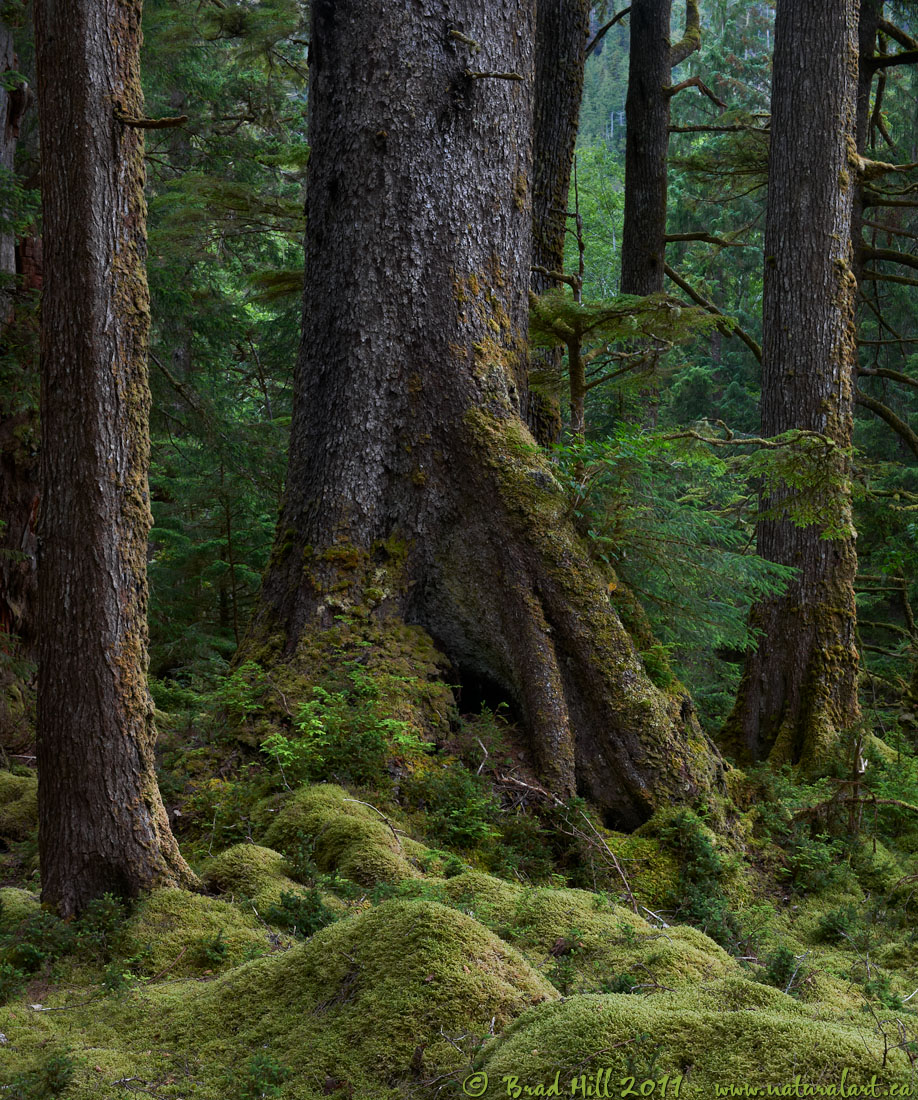 Trees...