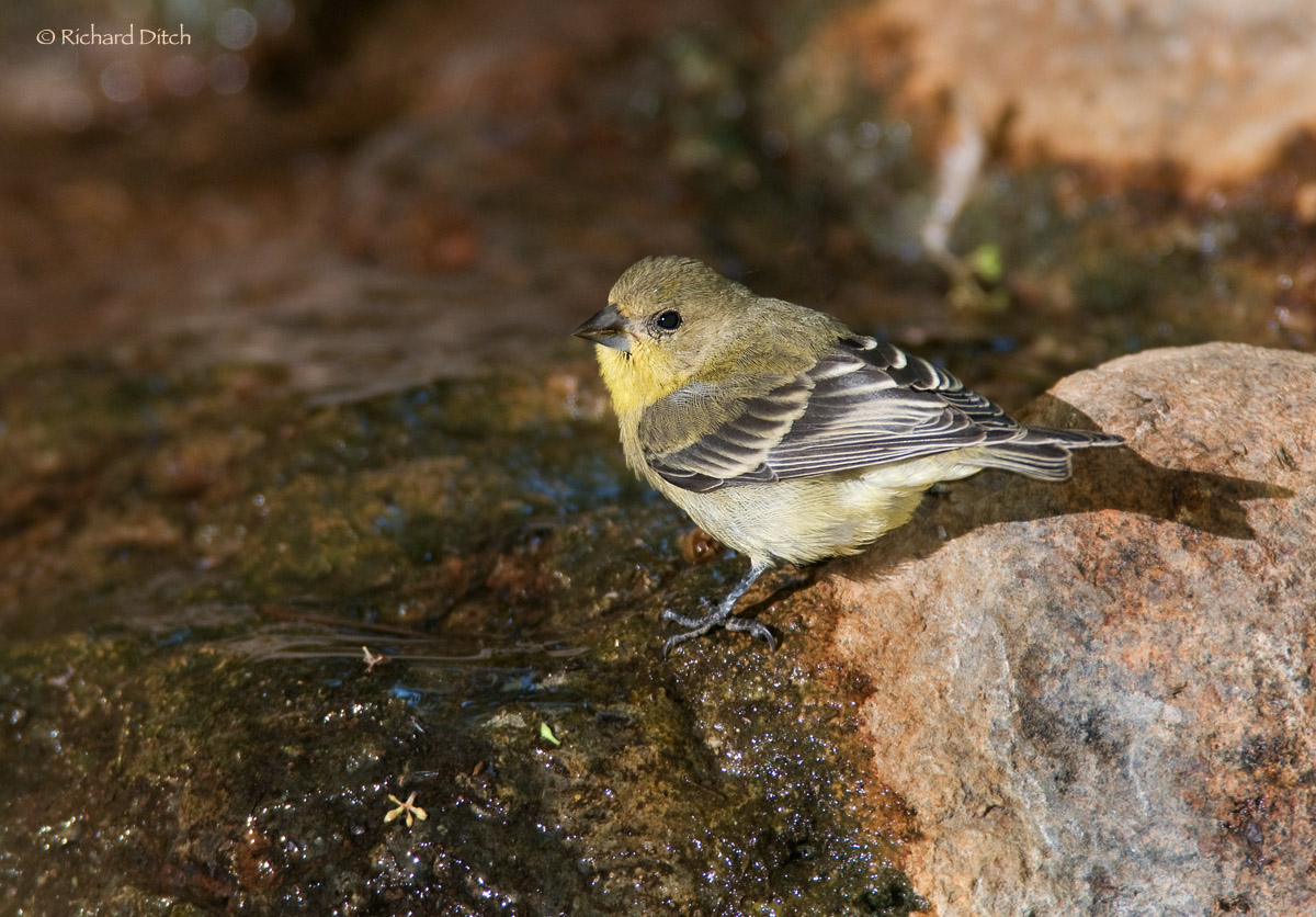 Lesser Goldfinch