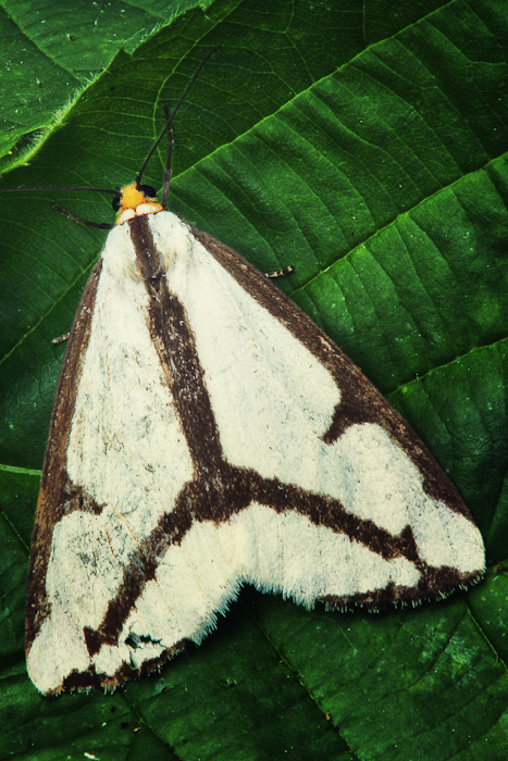 Moth