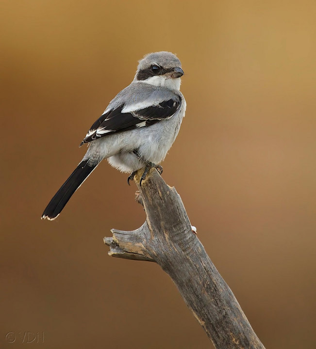 Loggerhead Shrike