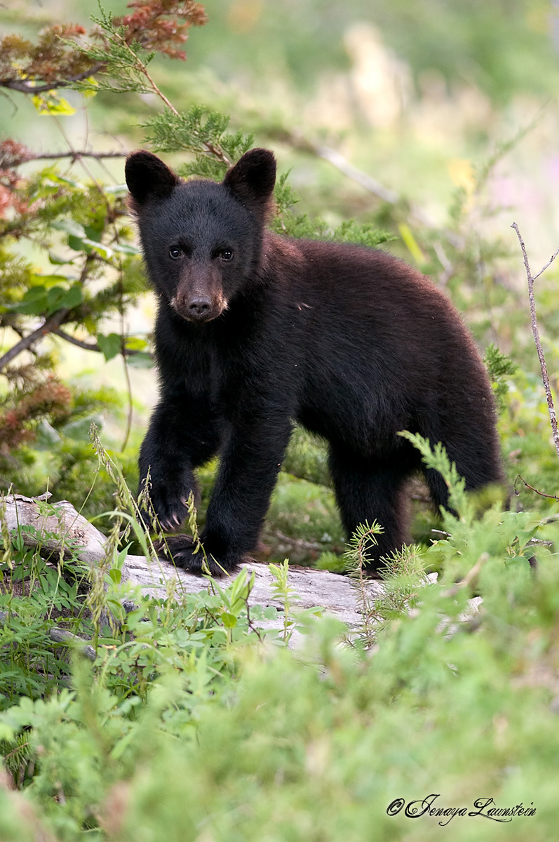 Waterton Cub + REPOST