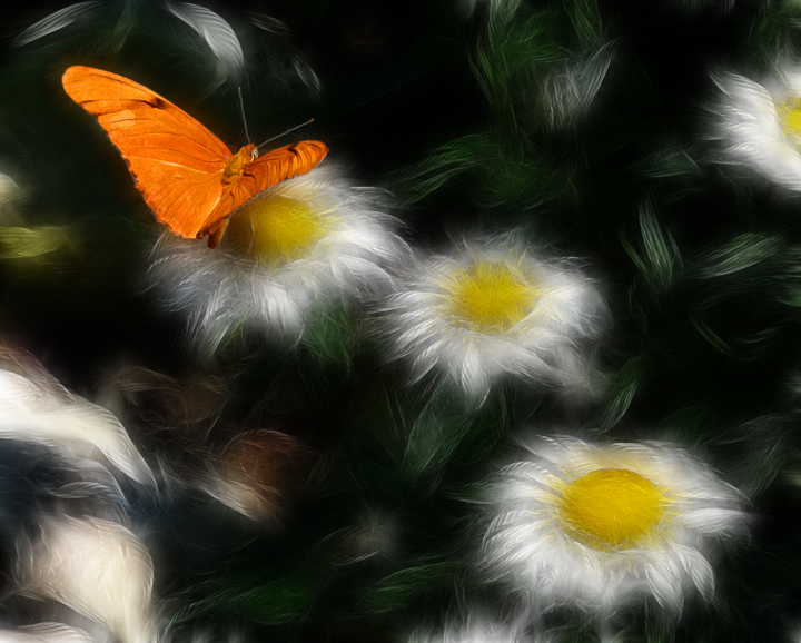 Butterfly Garden