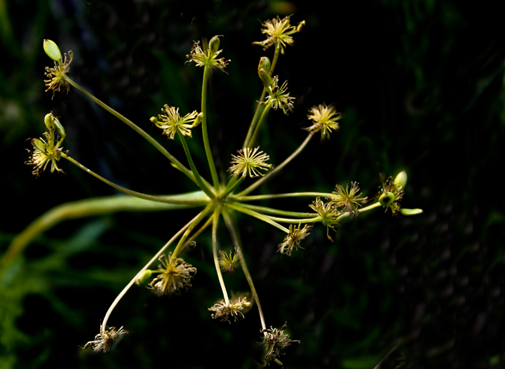 Seedhead--with apology