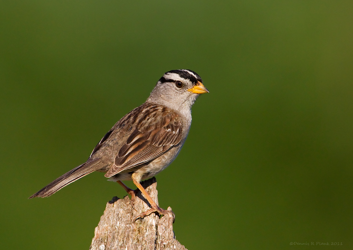 White-Crowned Sparrow