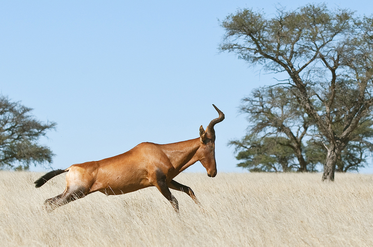 Red Hartebeest