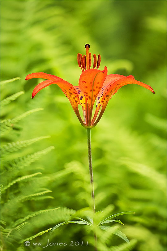 Wood Lily in the Ferns