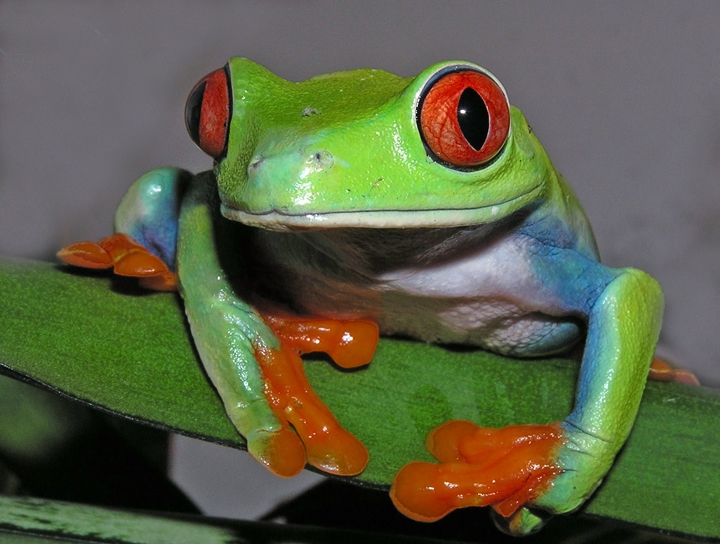 red-eyed tree frog (C)