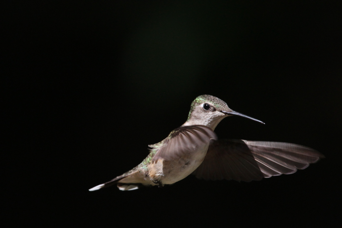 female Ruby-throated Hum