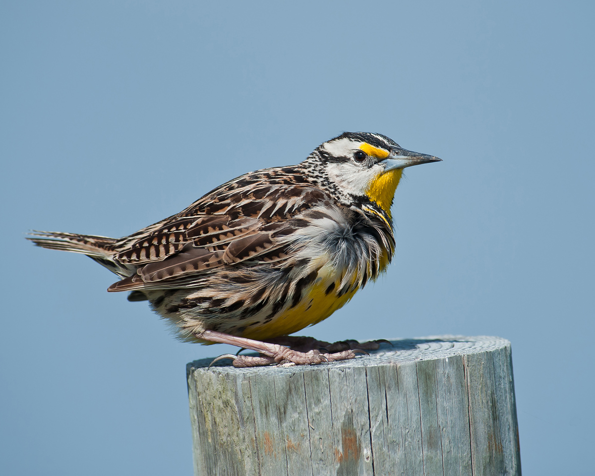 Meadowlark
