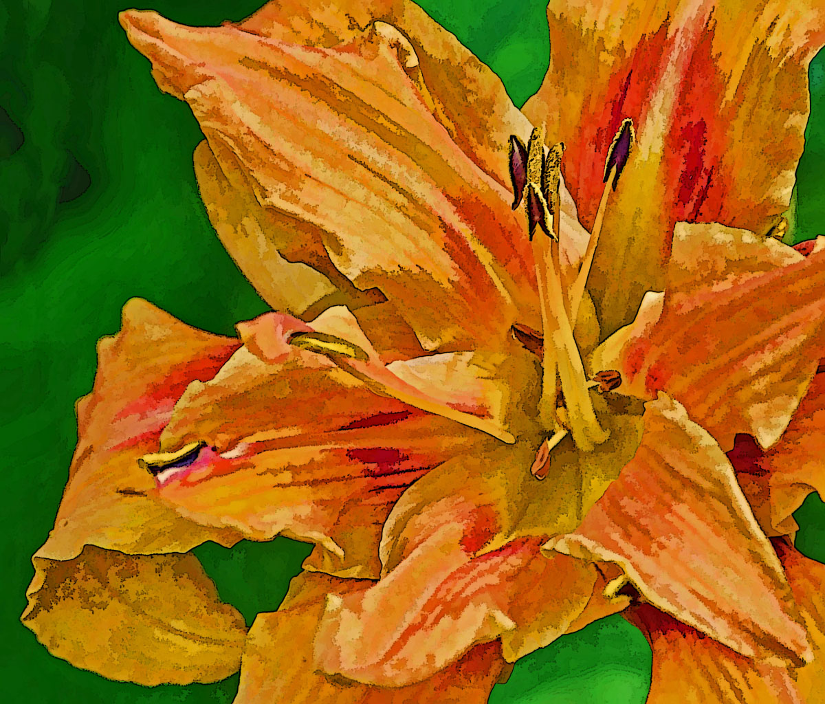 Daylily