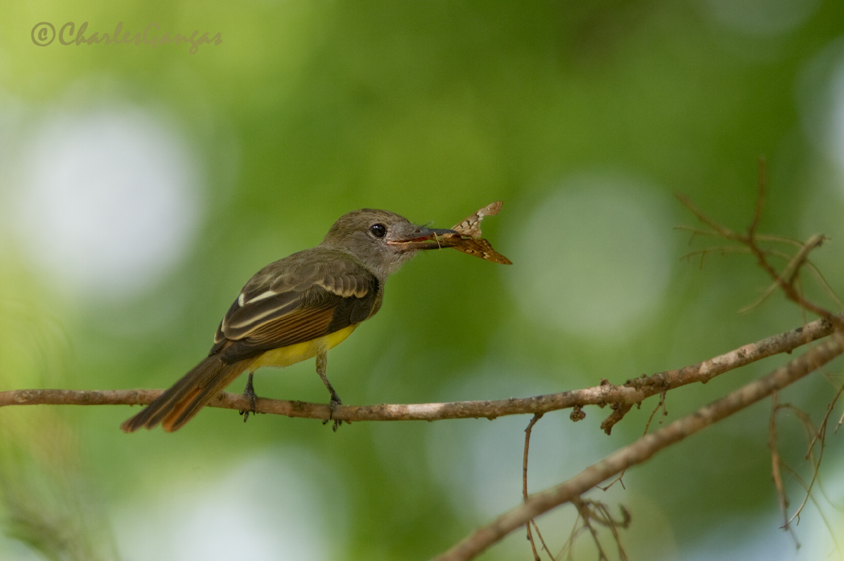 Great Crested Flycatcher