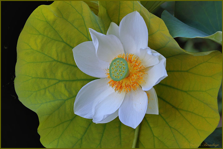 Angel Wing Lotus