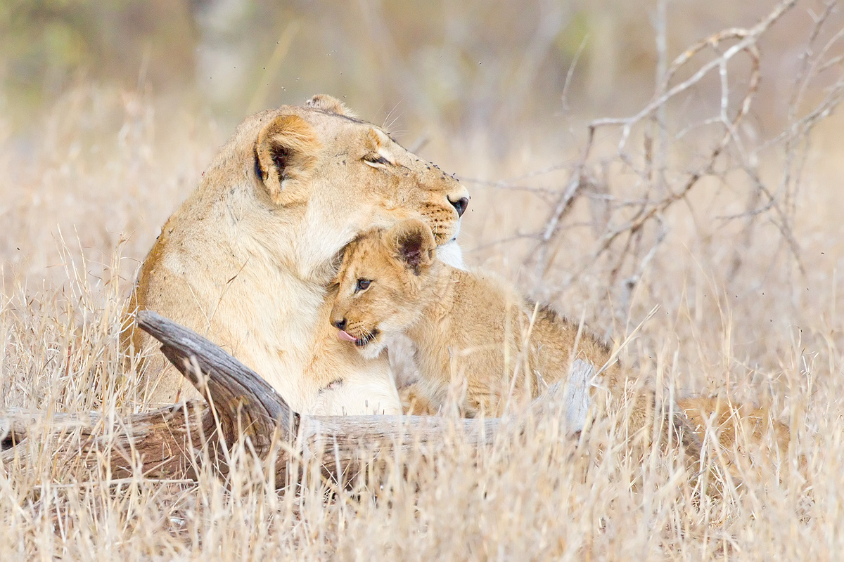 Motherly Love