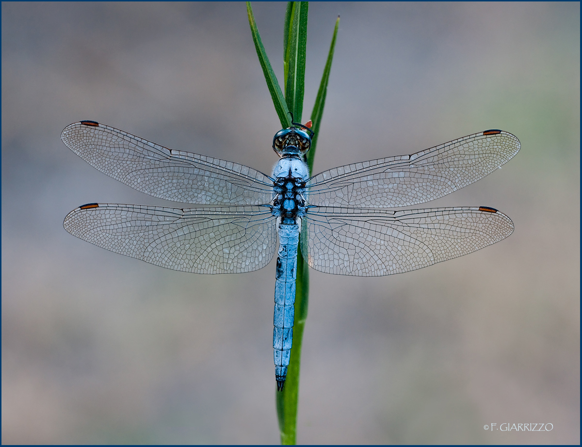 Blue dragon