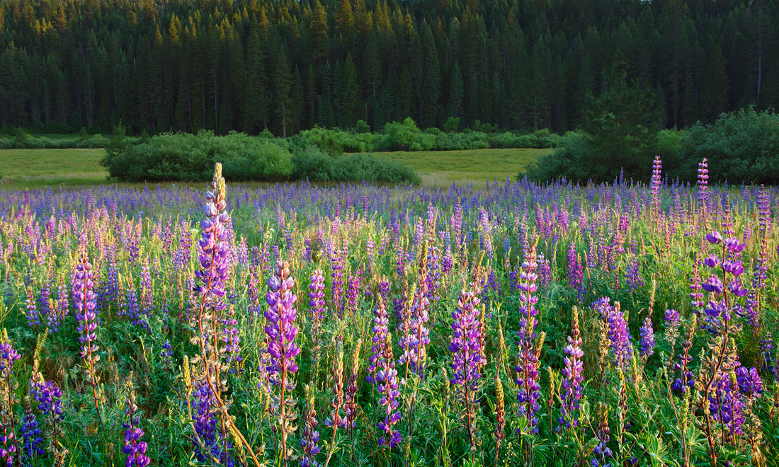 Lupines in Yosemite - re
