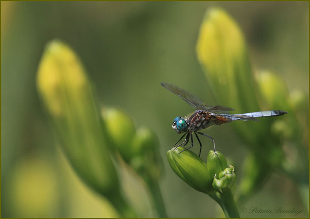 Dragonfly - Blue Dasher