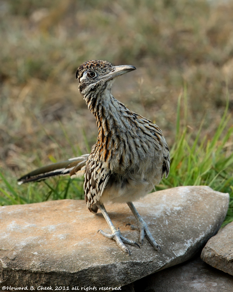 "Animated" Roadrunner