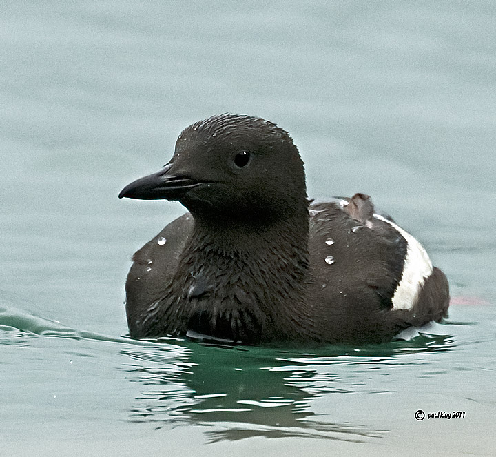 Black Guillemot