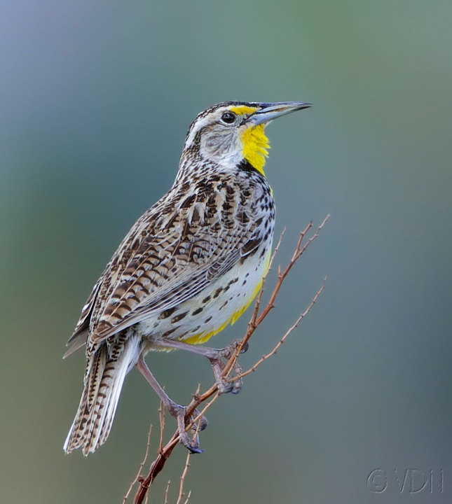 Western Meadowlark