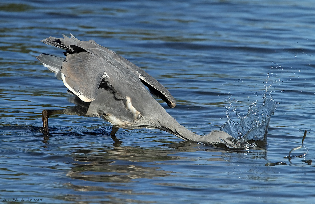 Heron strike