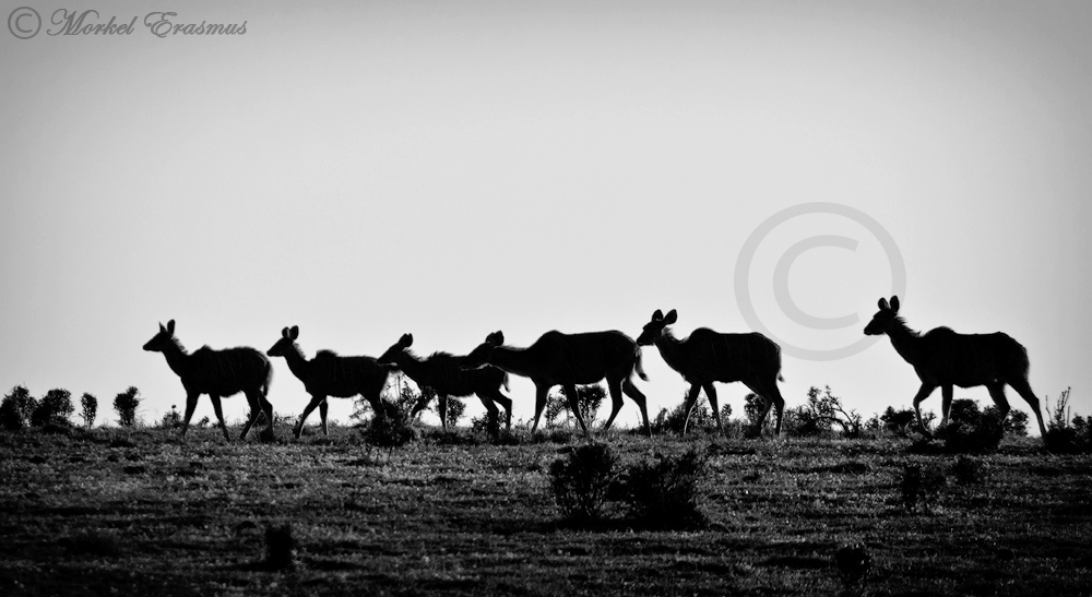 Kudu Line