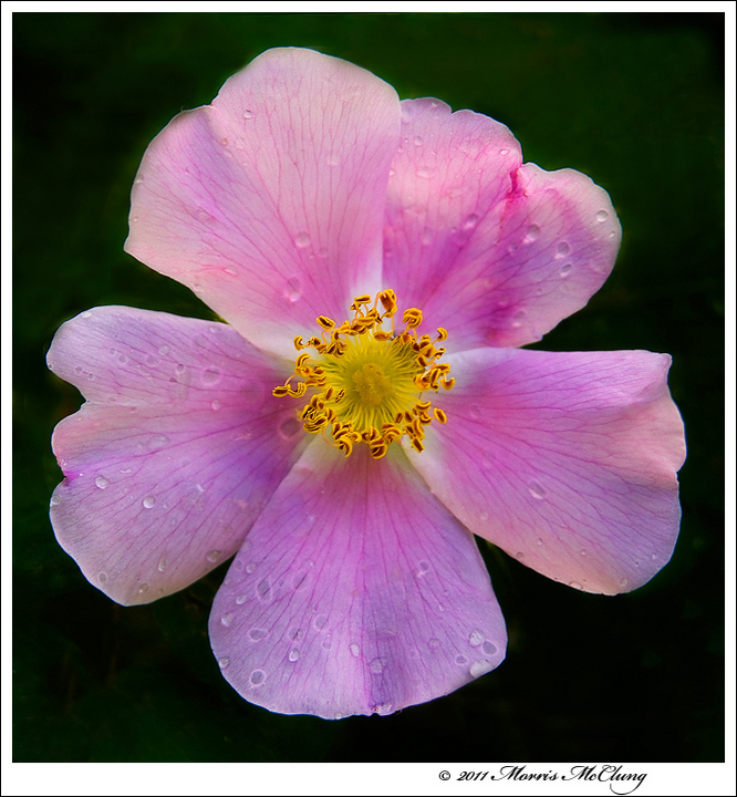 Wild Rose and rain