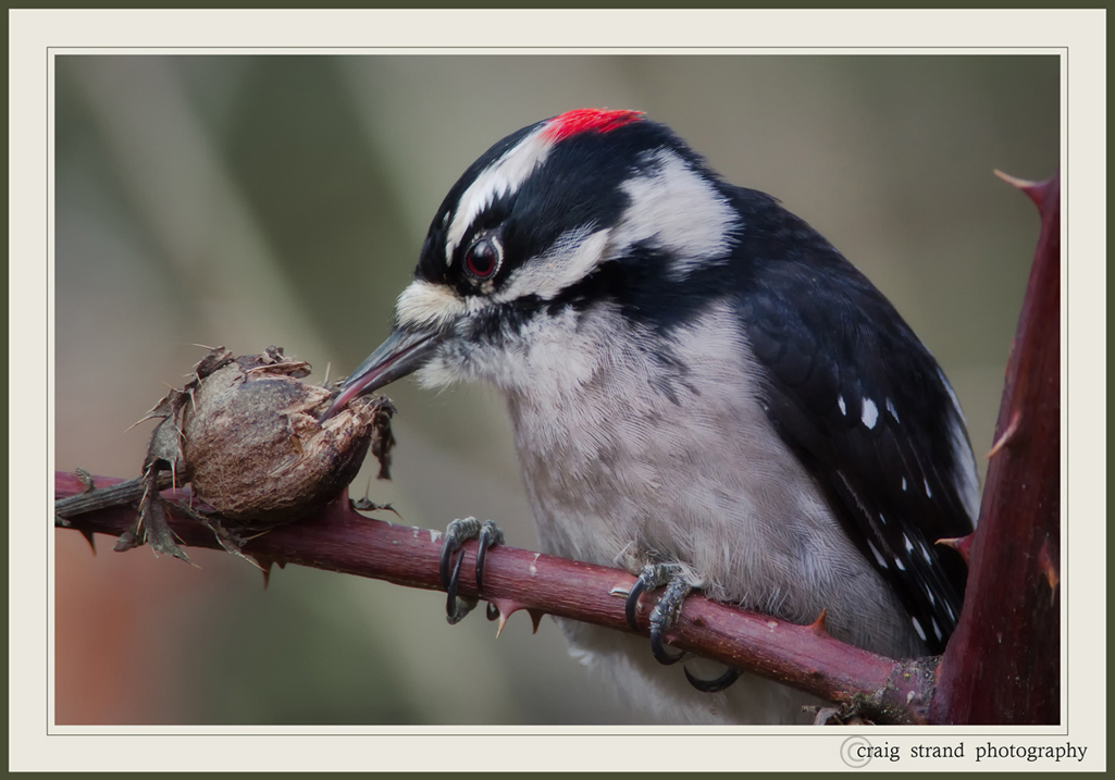 Downy male