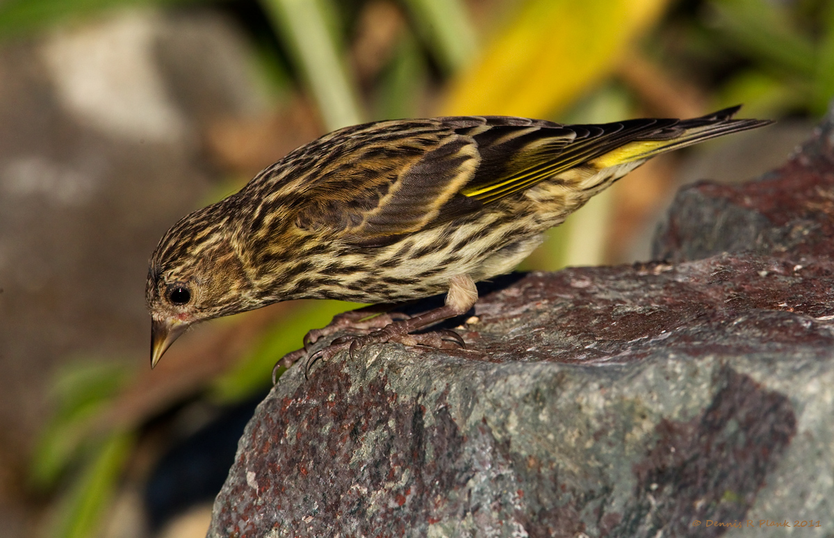 Pine Siskin
