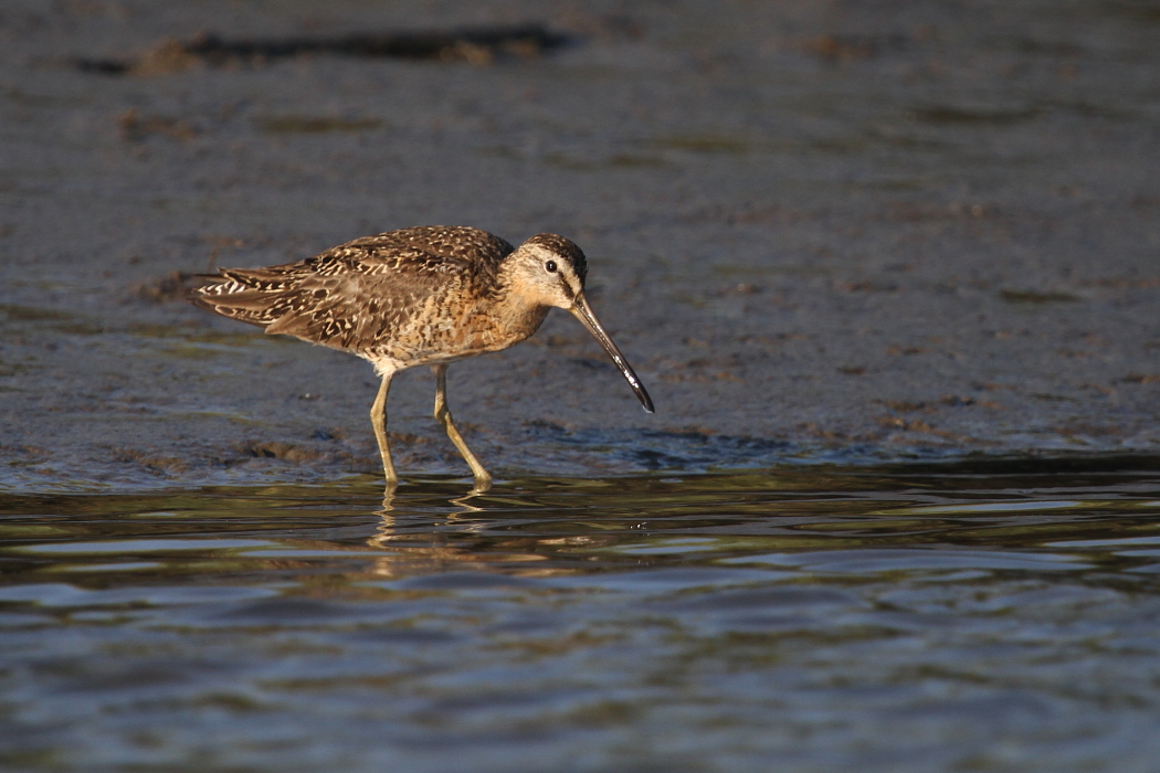 Willet