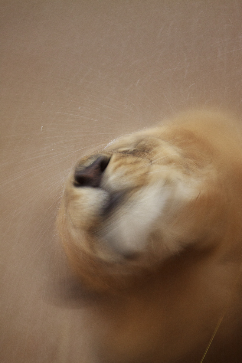 Shaking its mane