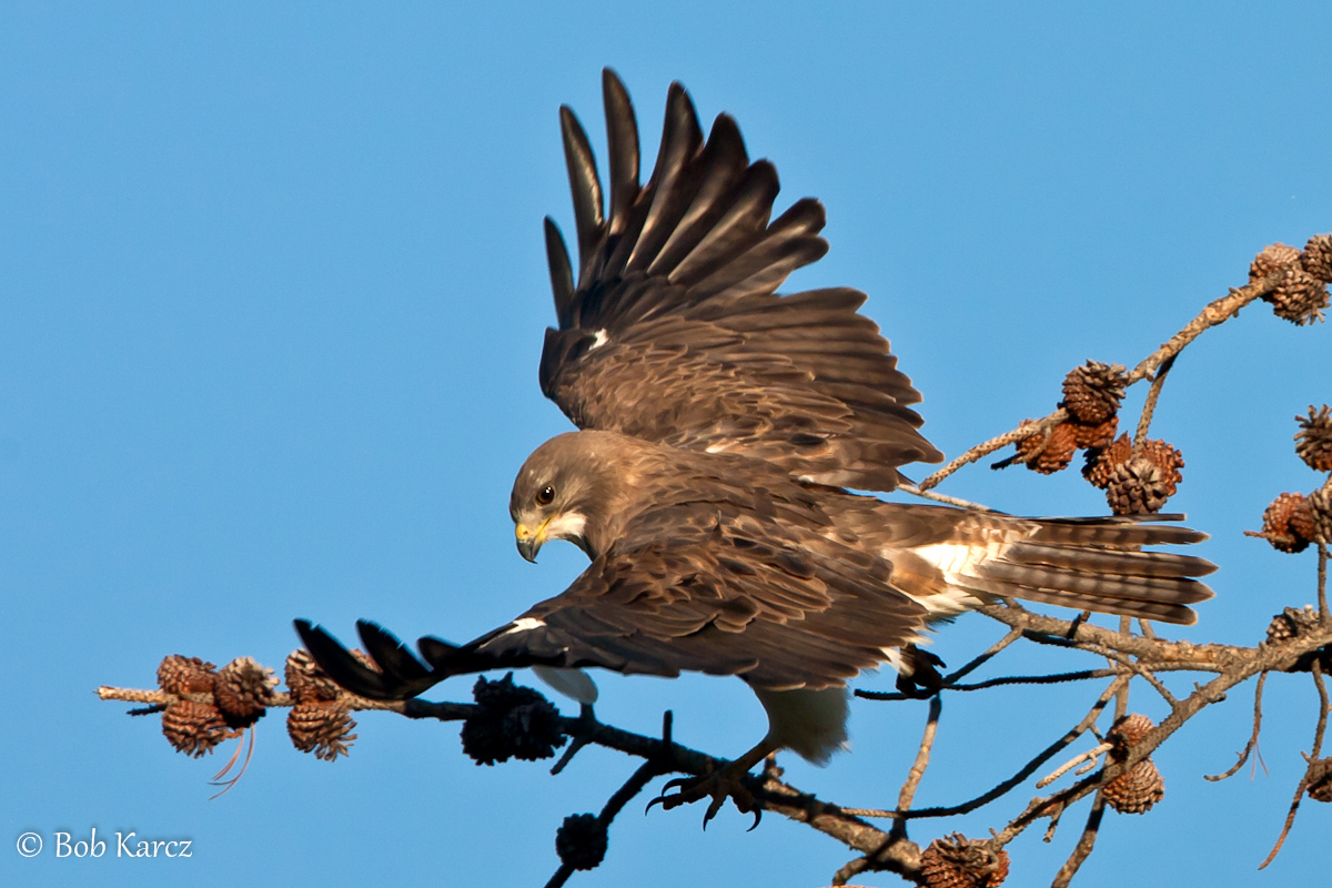 Red Tail Action