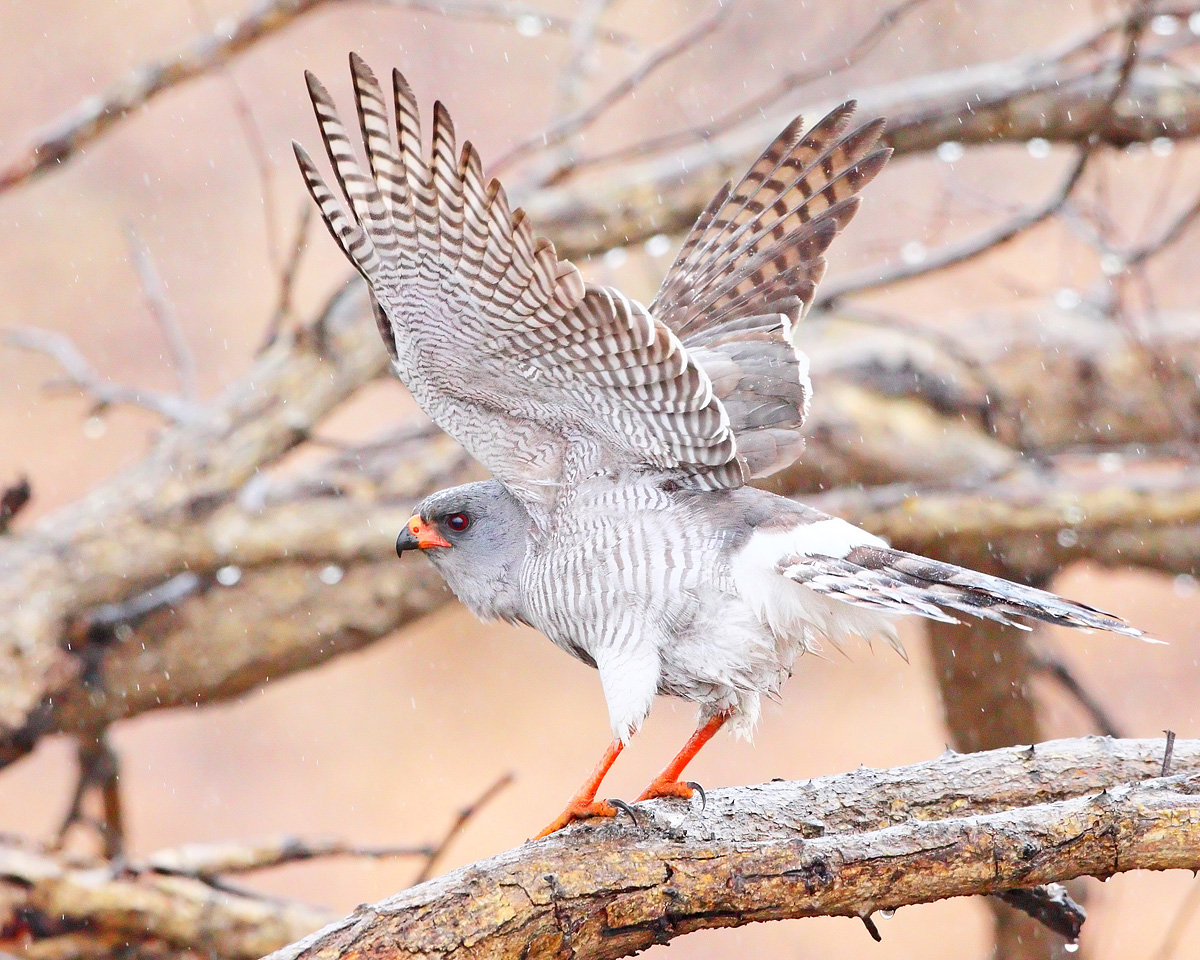 Goshawk