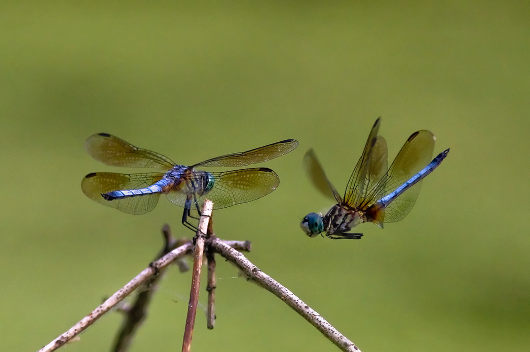 Blue Dashers Conflict