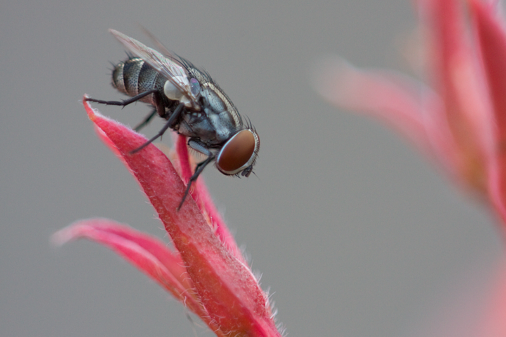 Fly on pelargonium