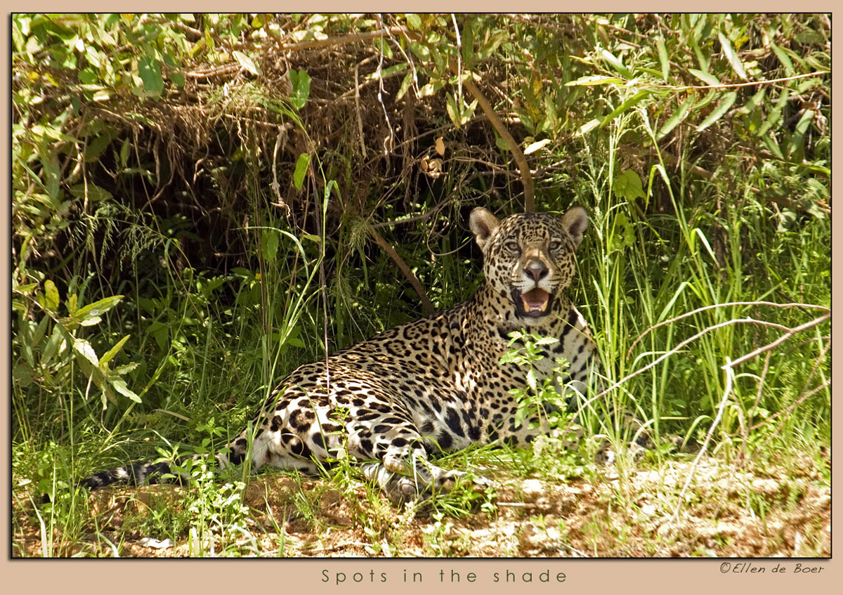 Spots in the shade...