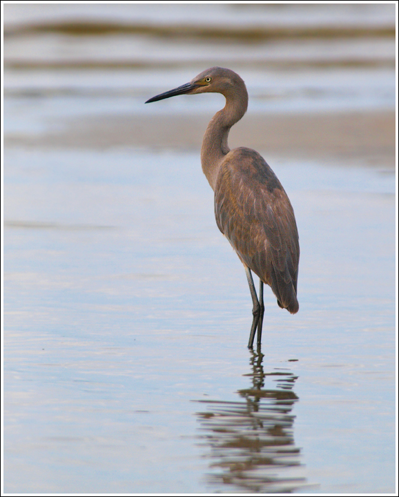 Reddish Egret Juvi