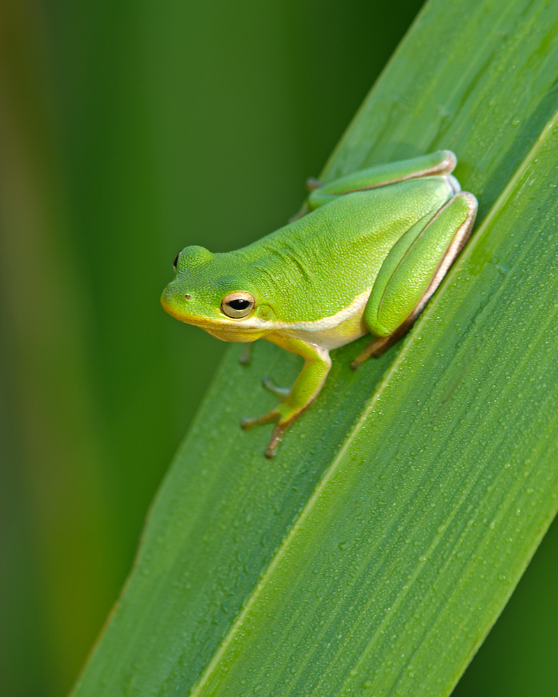 Inquisitive Tree Frog