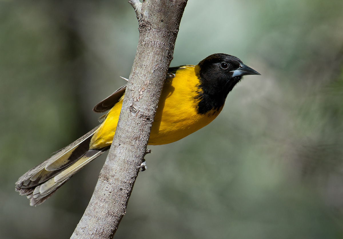 Audubon's Oriole