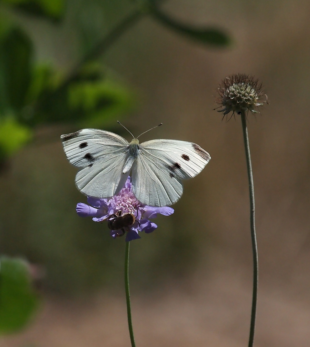 Cabbage White Butterfly