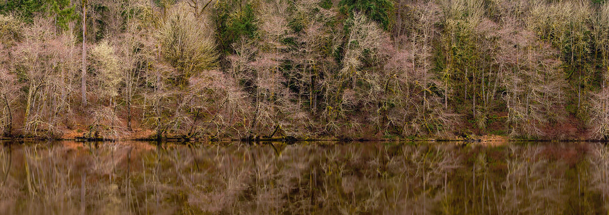 Lakeshore Reflections